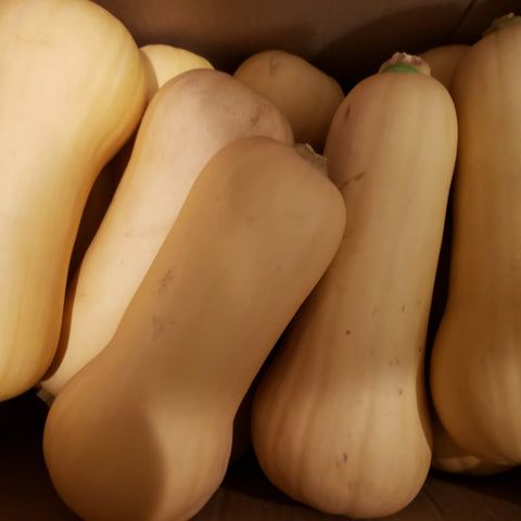 Butternut Squash