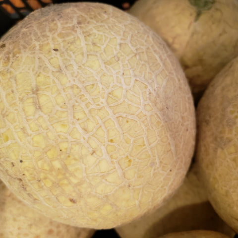 Cantaloupe