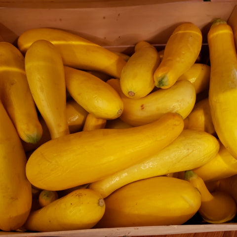 Yellow Squash Organic