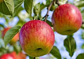 Fuji Apples Organic