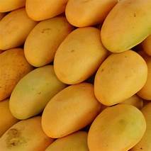 Dominican Mangoes