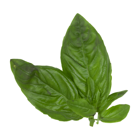 Basil